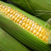 Украина в 2013 году может собрать рекордные 25 млн тонн кукурузы