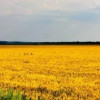 Украина подписала с Китаем масштабный сельхозконтракт на $3 млрд