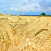 Китай заинтересован в наращивании поставок сельхозпродукции из Украины