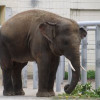 У Киевского зоопарка за долги могут отобрать слона
