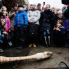 В Копенгагене на глазах у людей убили жирафа и скормили его львам (ФОТО)