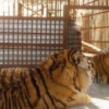 На территории имения экс-министра Клименко, нашли амурских тигров и медведей (ВИДЕО)