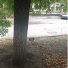По Луганску бегают бездомные обезьяны (ФОТОФАКТ)