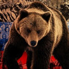 Экс-глава МИД Швеции не исключает войны между Россией и Западом