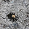 Боевики обстреляли Новотошковку из минометов во время раздачи жителям гуманитарной помощи, — Москаль