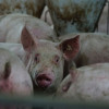 В России похвастались уничтожением первой партии санкционной продукции