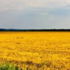 Украина заняла 10-е место в списке самых привлекательных стран мира для приобретения земли