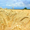 Украина к 15 июля собрала 19,2 млн тонн зерна