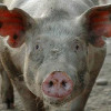 Минсельхоз РФ из-за африканской чумы свиней предлагает ввести обязательный учет животных в личных подсобных хозяйствах
