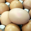 Украинские производители яиц могут получить право на экспорт своей продукции в ЕС в конце 2013 года