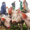 Украина частично сняла запрет на импорт бразильской свинины