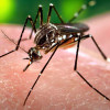 Почему комары любят кусать некоторых людей больше