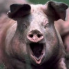 Беларусь с 16 июля запретила поставки свинины из ряда областей России