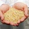 Украина поставила в Китай по контракту 250 тыс. тонн зерна