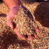 Украинские аграрии к 17 июля собрали более 19,7 млн тонн зерна