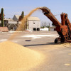 Украина приостановила транзит зерна из Краснодарского края в связи с карантином из-за ящура