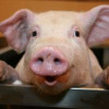В Украине существует угроза занесения африканской чумы свиней из России