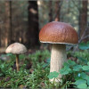 Как не отравиться грибами? Советы врачей