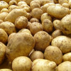В Украине в 2013 году возможен дефицит отечественного картофеля