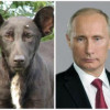 Похожая на Путина киевская собака оказалась девочкой