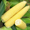 Аграрии Украины могут дополнительно потратить 100 млн долл. на сушку кукурузы из-за плохой погоды