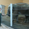 Киевскому зоопарку нужно 100 тыс. долларов чтобы не отдавать слона