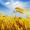 Что случилось с рынком зерна + ТОП-10 трейдеров экспортирующих зерно