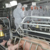 ЕС просит ВТО создать группу для решения спора с Россией по запрету на импорт свинины