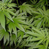 Нью-Йорк стал 23-м штатом США, где легализовали употребление марихуаны в медицинских целях