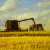 В этом году Украина соберет почти рекордное количество зерна —  60 млн тонн