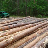 «Темные» схемы Гослесагентства уничтожают деревообрабатывающую промышленность