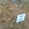 На кладбище Ростова-на-Дону обнаружили сотни могил «неизвестных ополченцев» (ФОТО)