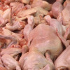 Украина запретила импорт птицы из ряда стран по причине птичьего гриппа