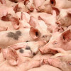В Броварском районе умертвили 61,7 тысяч свиней из-за чумы